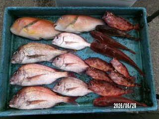 マダイ