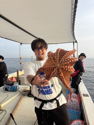 マダコ