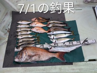 マダイ