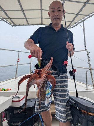マダコ
