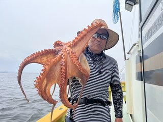 マダコ
