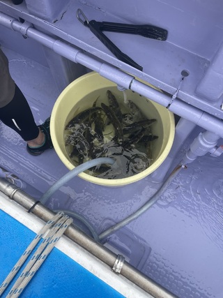 アジ