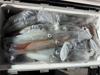 ケンサキイカ