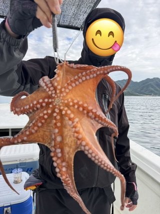 マダコ