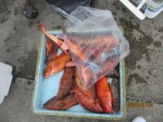 キジハタ