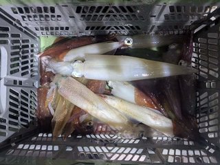 アカイカ
