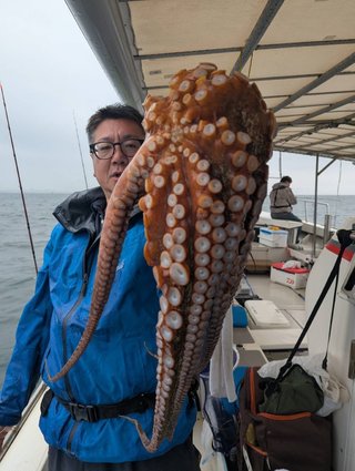 マダコ