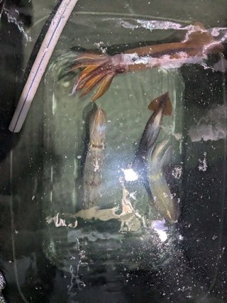 アカイカ