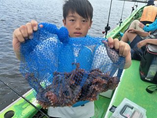 マダコ