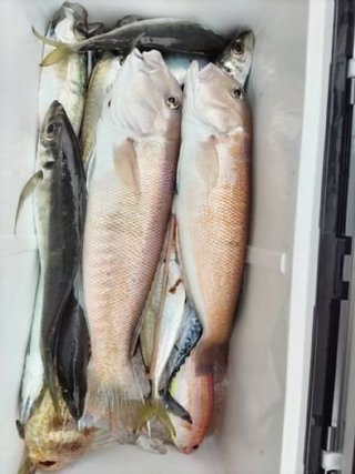 アジ