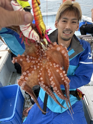 マダコ