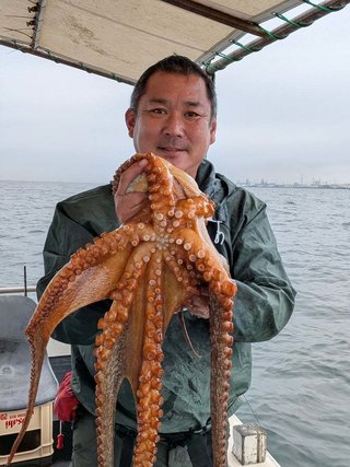 マダコ