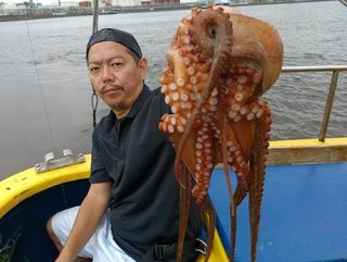 マダコ