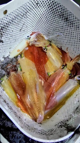 ケンサキイカ