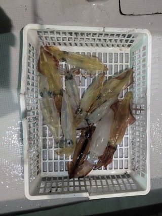 アカイカ
