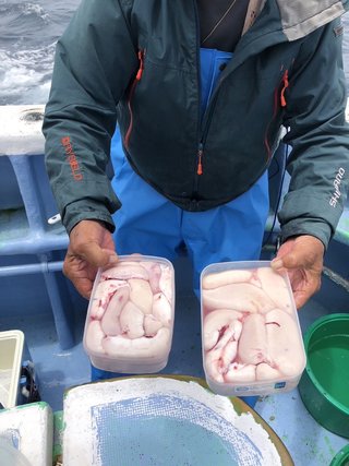 ショウサイフグ