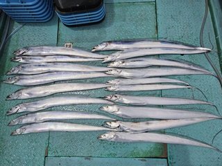 タチウオ