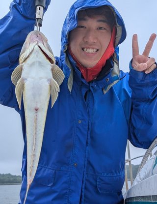 マゴチ