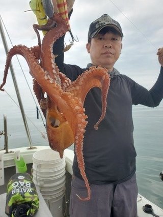 マダコ