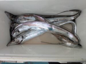 タチ