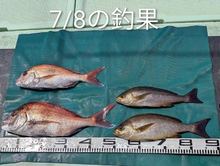 マダイ