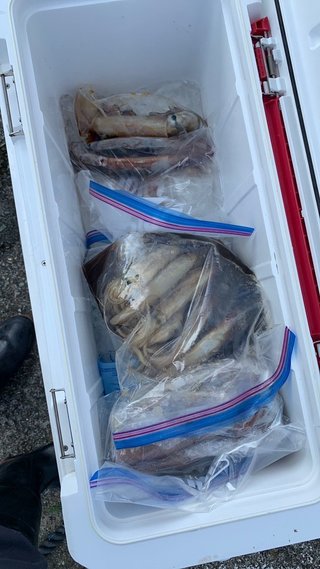 スルメイカ
