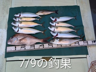 マダイ