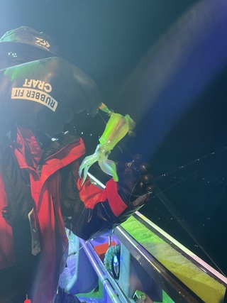 スルメイカ