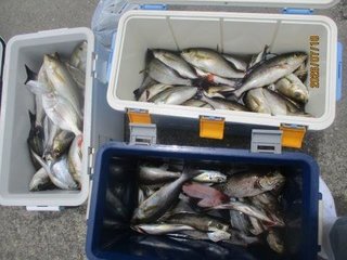 ソウダ