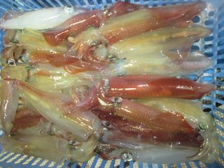 ケンサキイカ