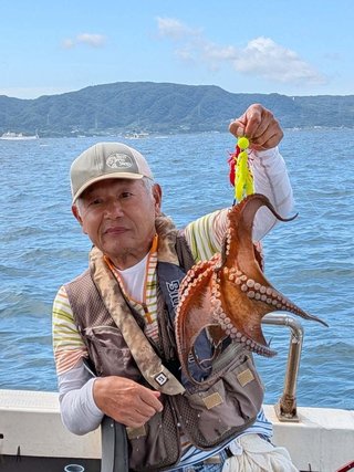 マダコ