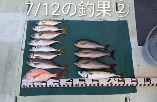 マダイ