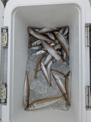 シロギス