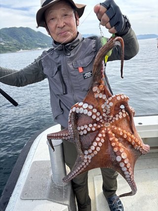 マダコ