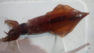 アジ