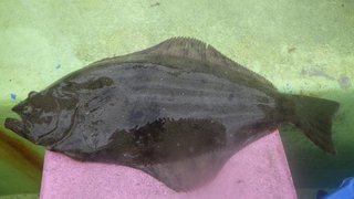 アジ