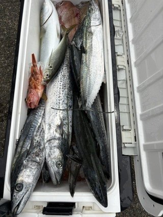 サワラ