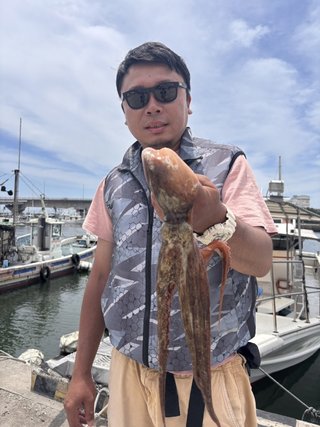 マダコ