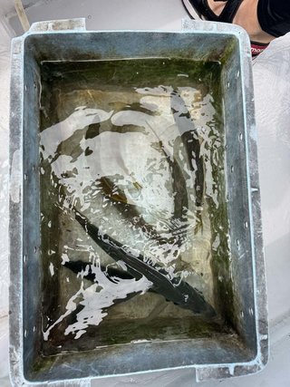 アジ