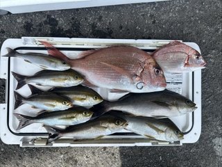 マダイ