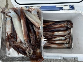 スルメイカ