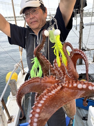 マダコ