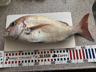 アジ