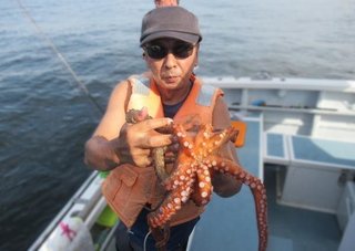 マダコ