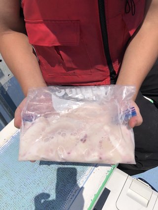 ショウサイフグ
