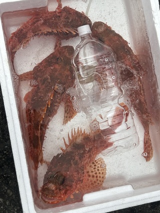 オニカサゴ