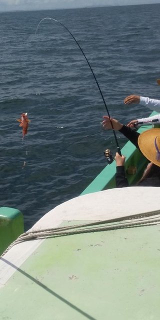 カサゴ