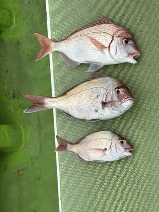 マダイ