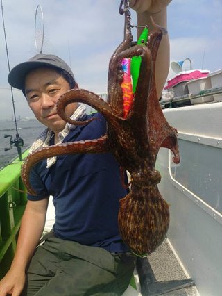 マダコ
