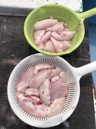 ショウサイフグ